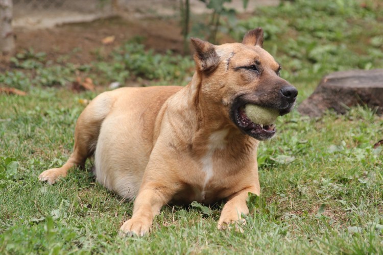 Испанский бульдог алано