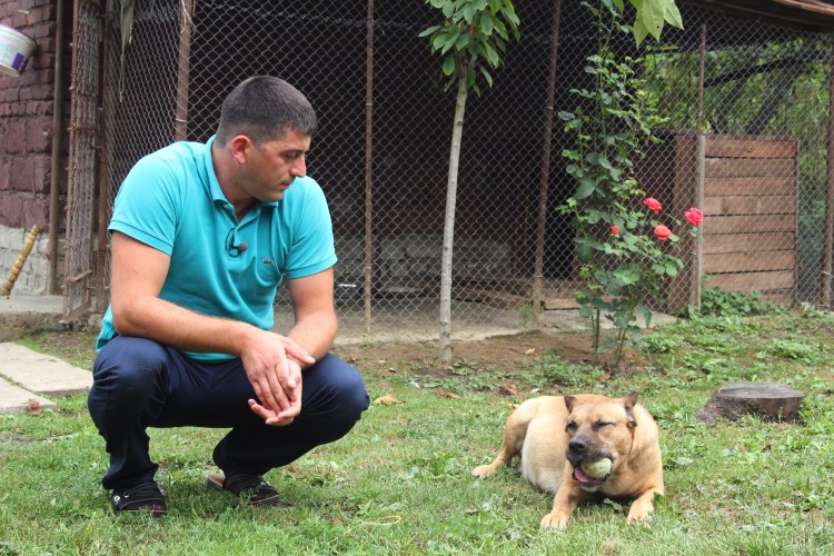 Собаки Осетии