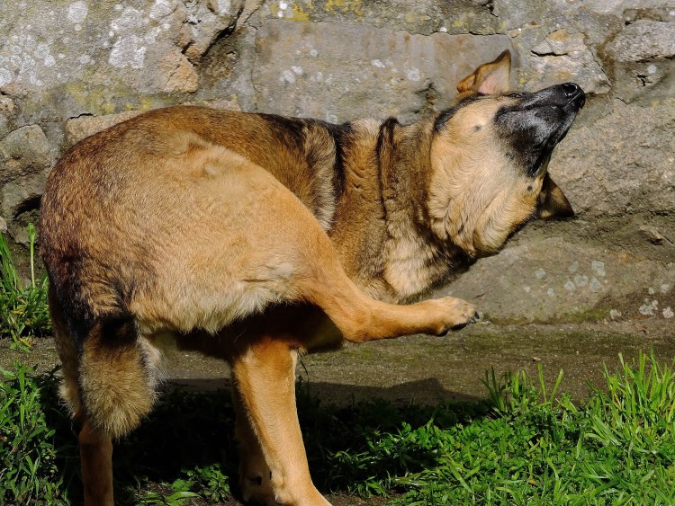 Собака с коротким позвоночником