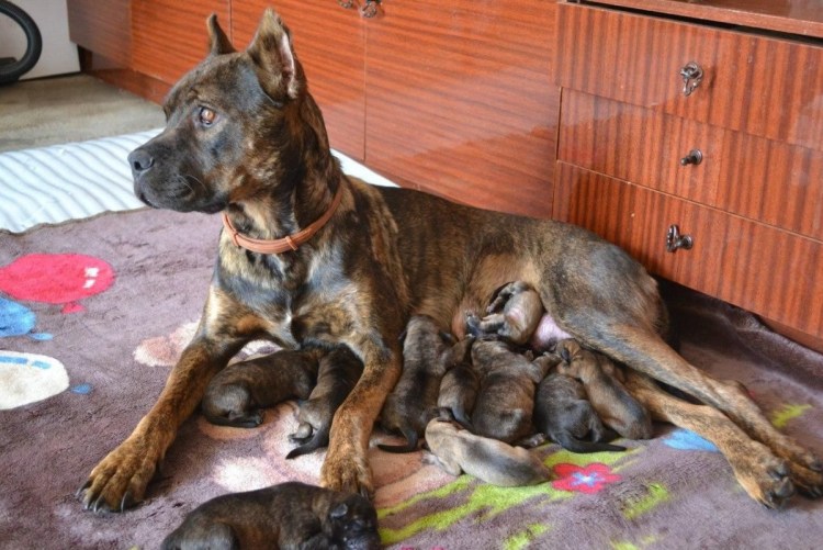 Порода алано Эспаньол