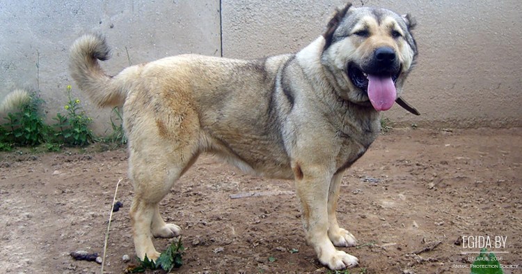 Осетинский мастиф