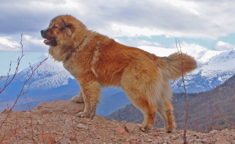 Кавказская овчарка рыжая