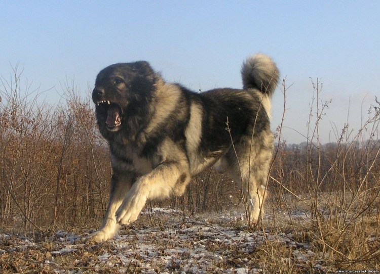 Волкодав овчарка черный