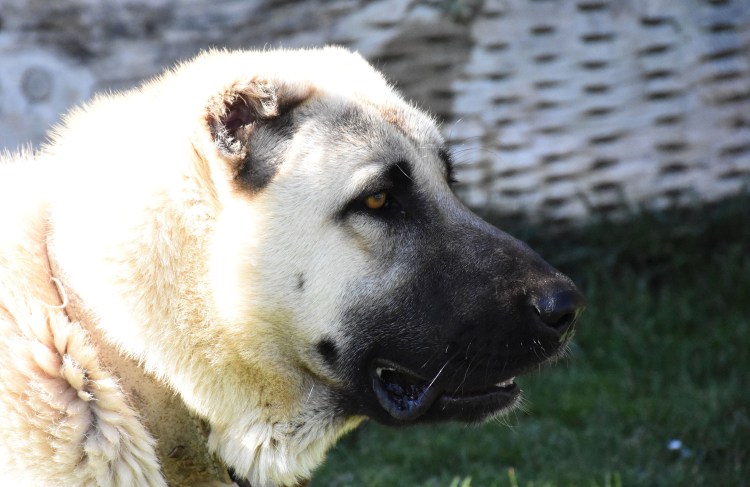 Кангал купированные уши