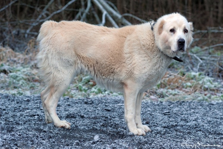 Собаку чабанскую САО