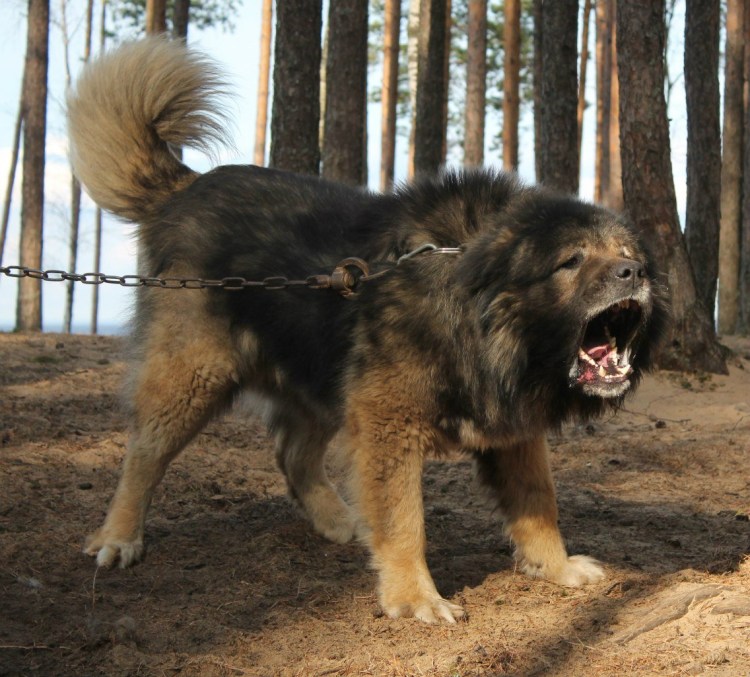 Кавказская овчарка 110 кг