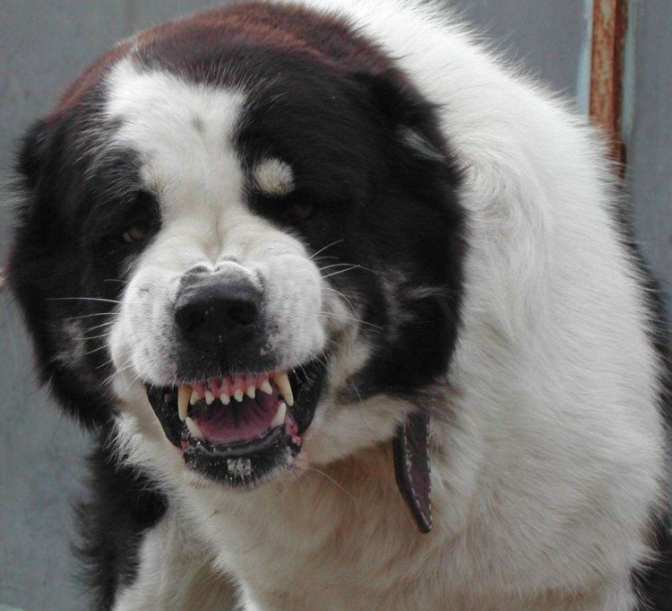 Среднеазиатская овчарка алабай злая