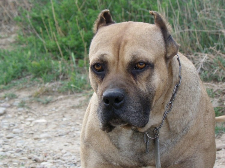 Бульдог алано