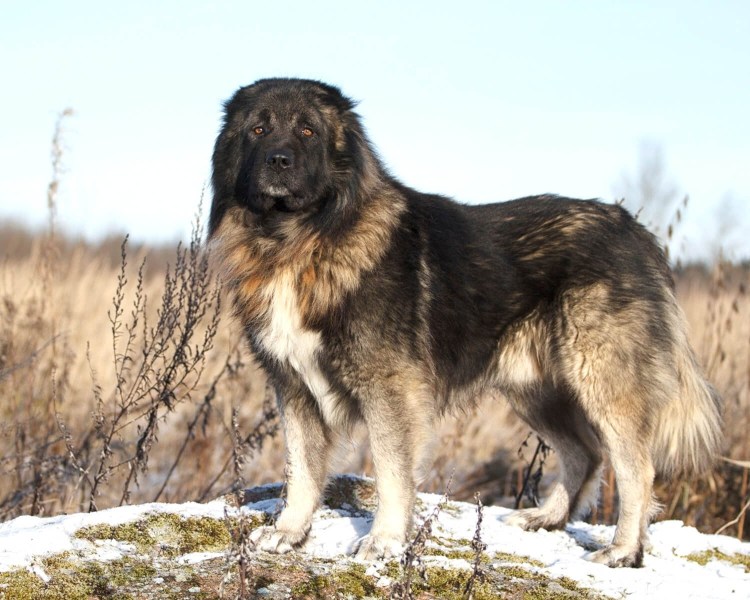 Кавказская овчарка волкодав