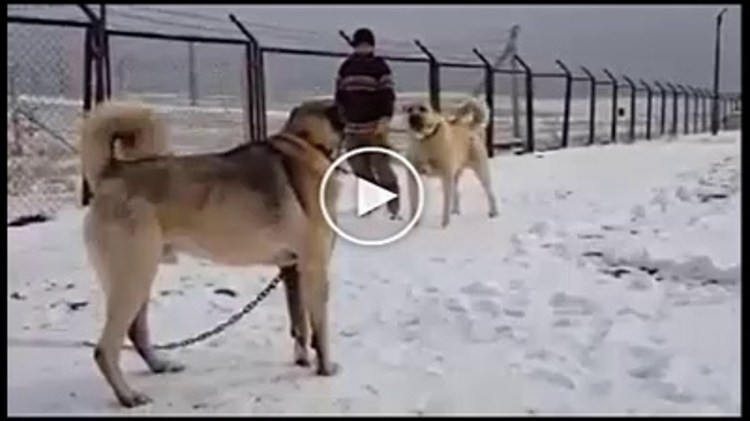 Бои собак турецкий кангал и алабай