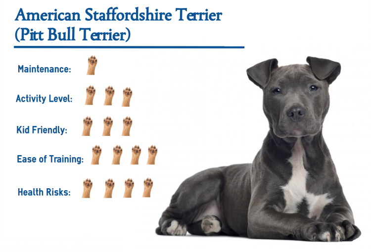 Параметры американского стаффордширского терьера