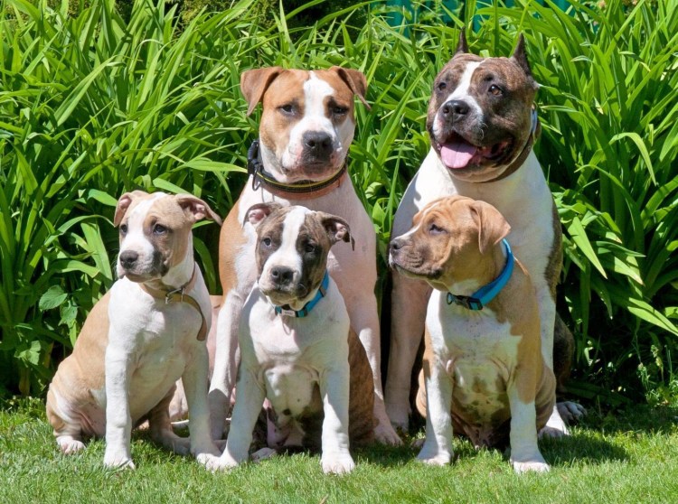 Американский стаффордширский терьер (амстафф)