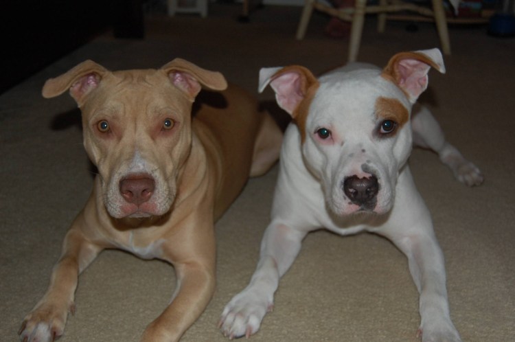 Питбультерьер и стаффордширский терьер