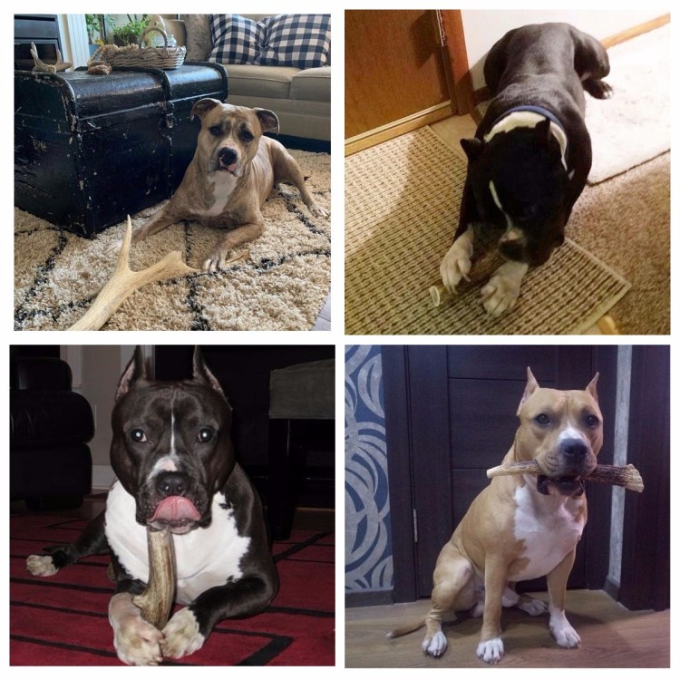 Стаффордширский Terrier vs Pitbull