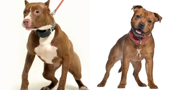 Американский стаффордширский Терье