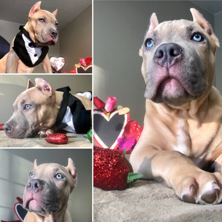 Питбули в одежде