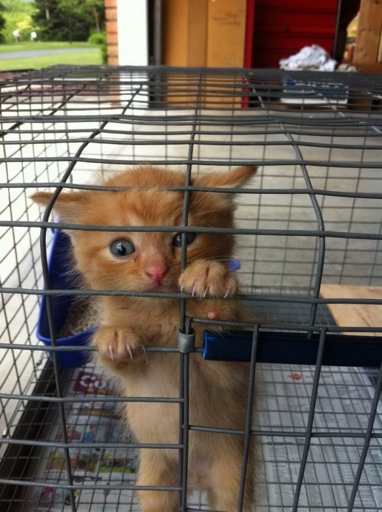 Котик в клетке