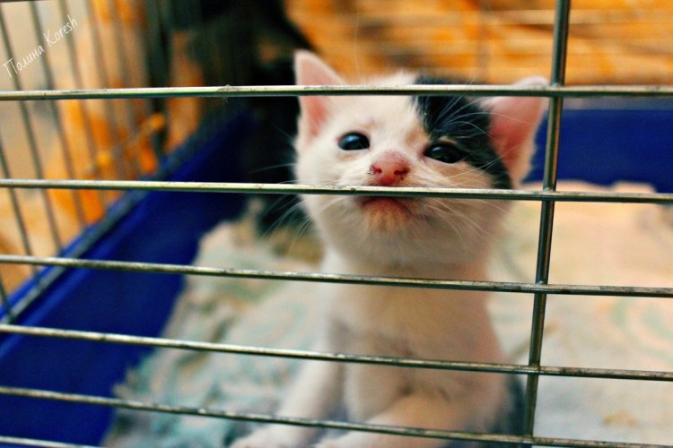 Котёнок в клетке Мем