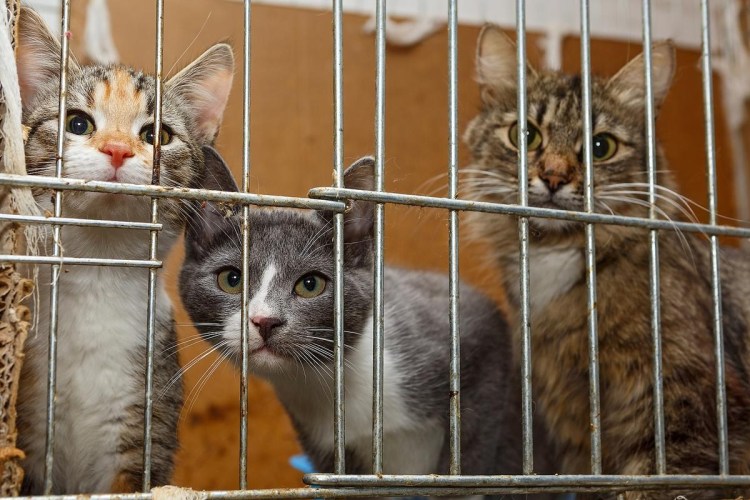 Kittens in a Cage