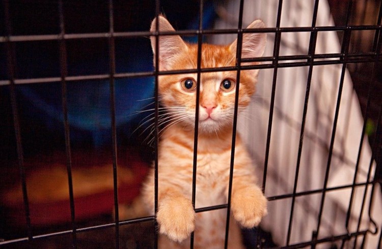 Кот из приюта