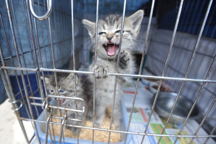 Кот в клетке приюта