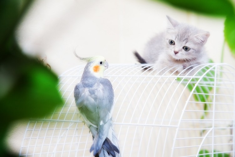 Котенок и попугай