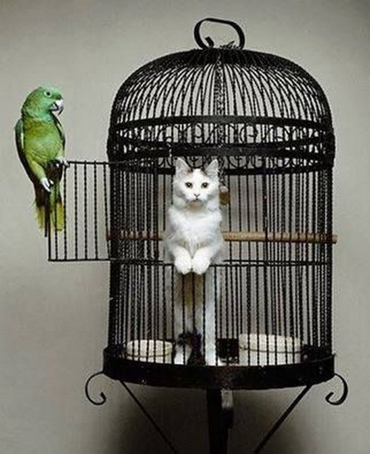 Клетка для кота