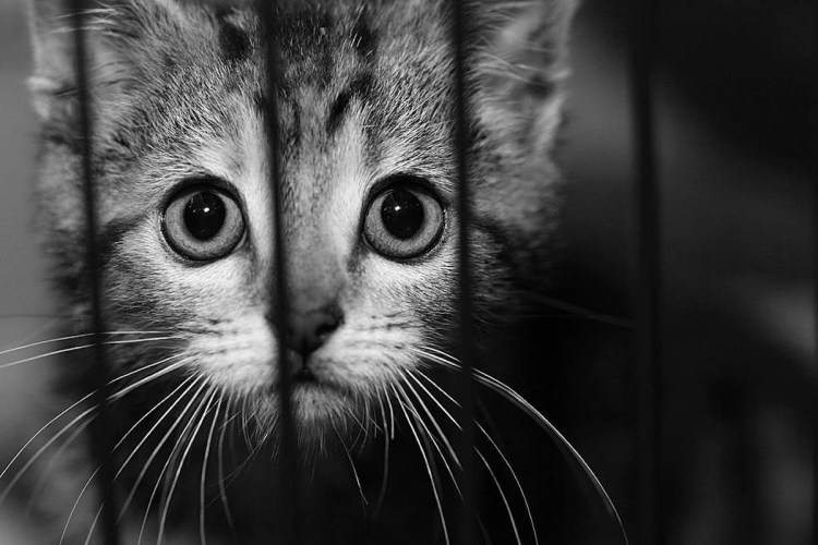 Котик в клетке