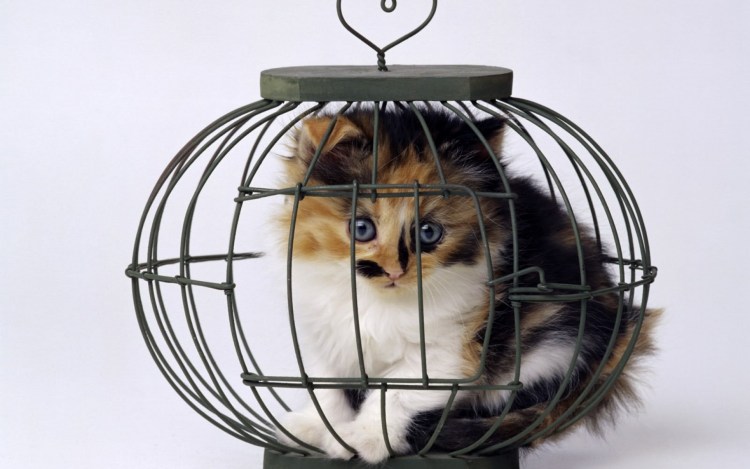 Зверек в клетке