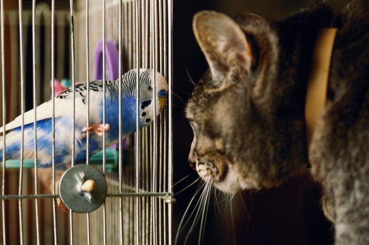 Кошка и попугай