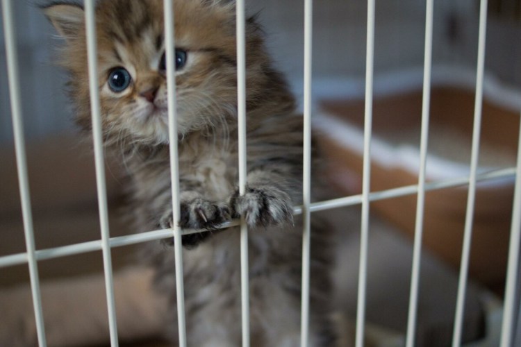 Клетка для котят