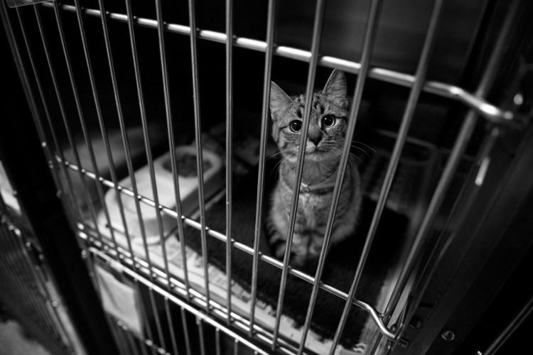 Клетка для кошек