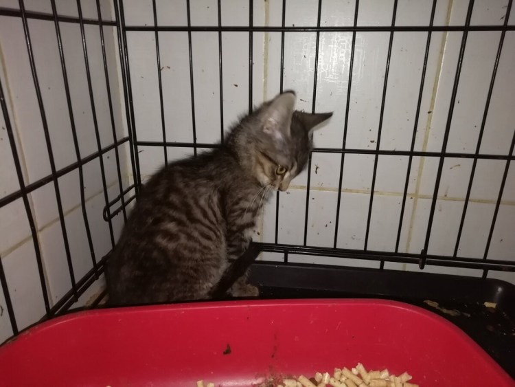 Кот в клетке приюта