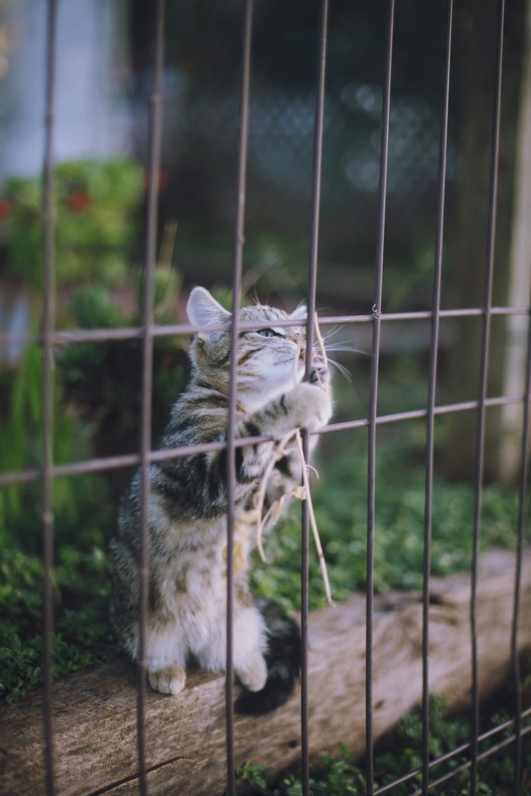 Котик в клетке