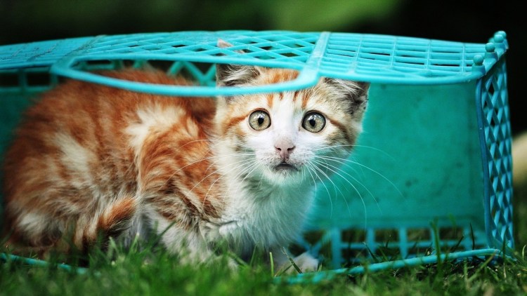 Котенок испугался