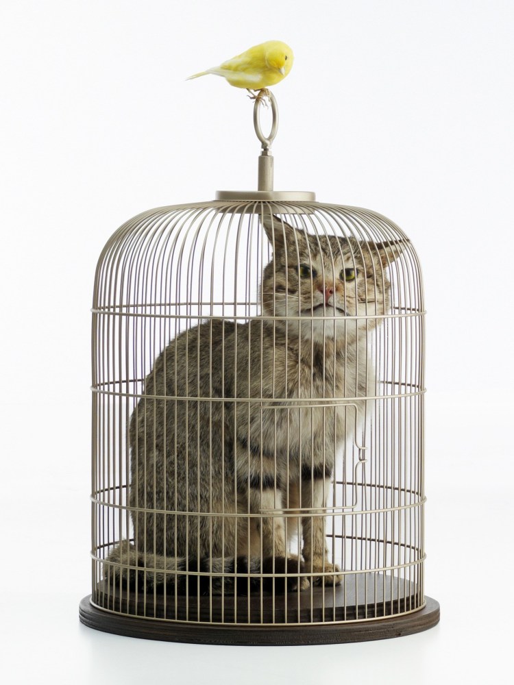 Клетка для котят