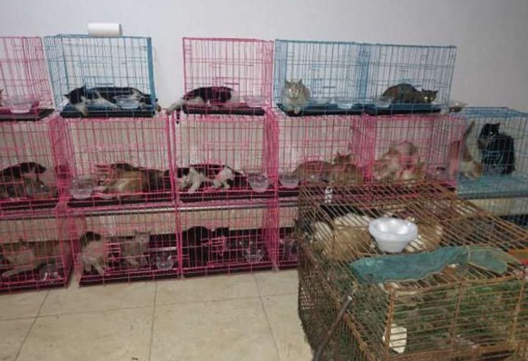 Нездоровые кошки в клетках