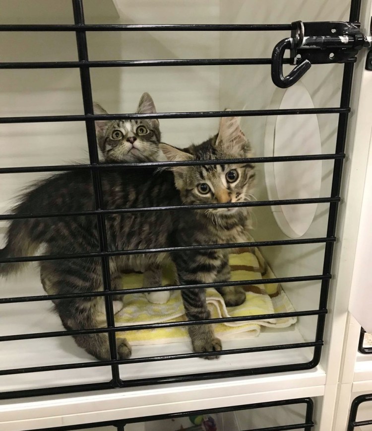 Клетка для котят