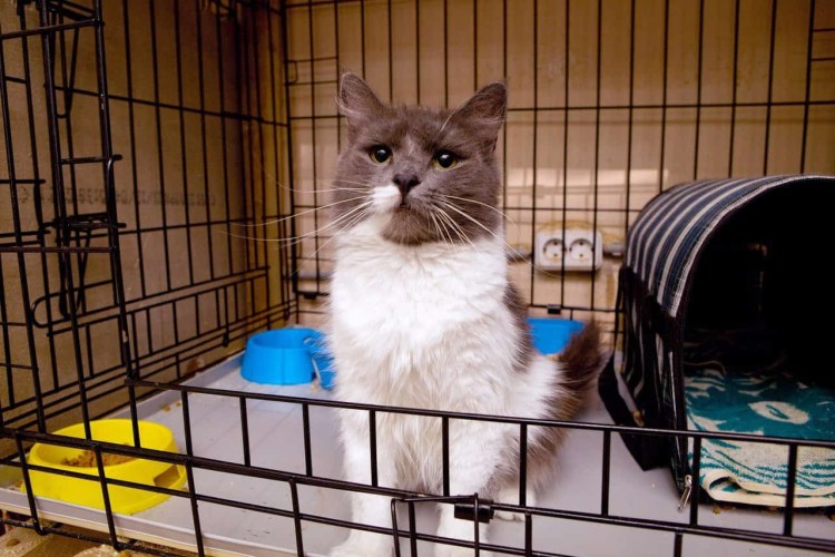 Приют Бублик Муркоша