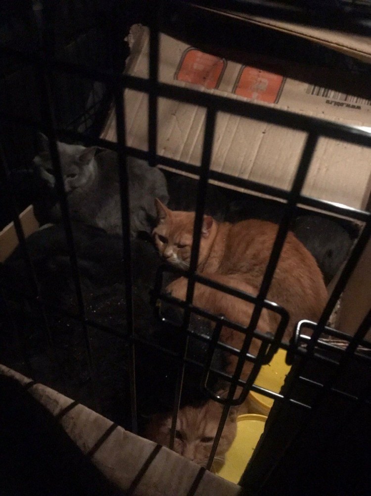 Зверь запертый в клетке