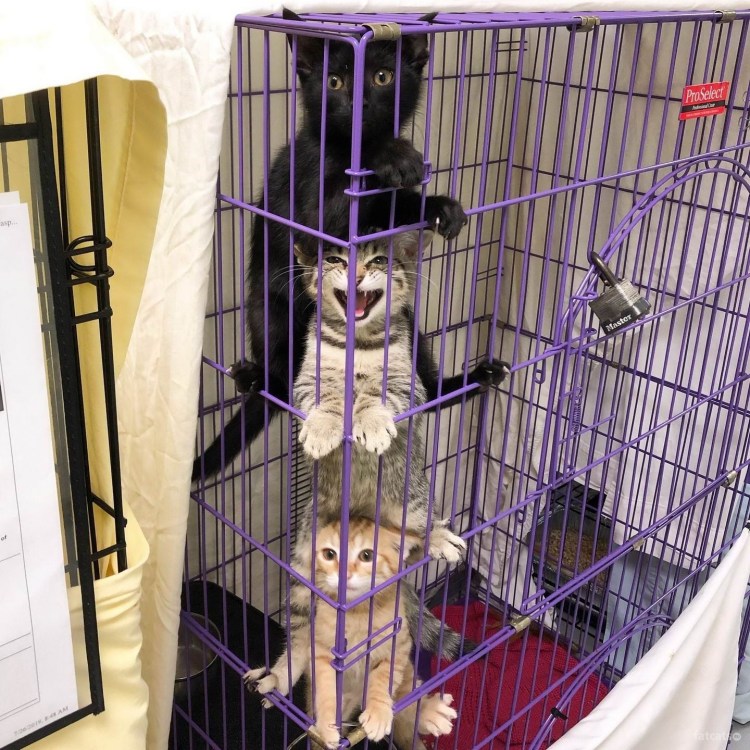 Котик в клетке