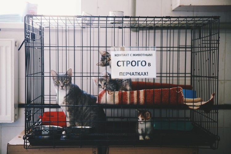 Клетки для приютов для животных
