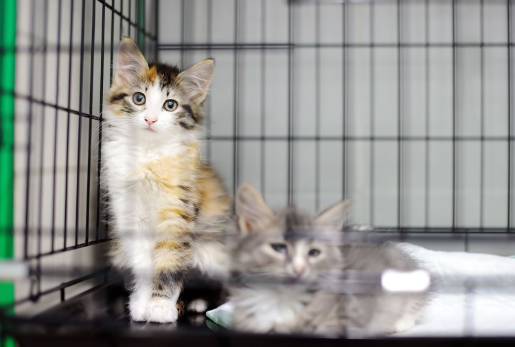 Kittens in a Cage