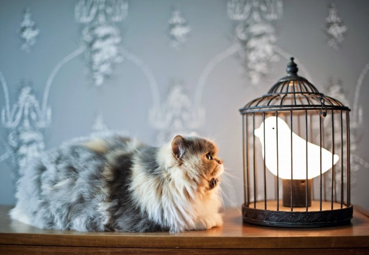 Люстра клетка с котом