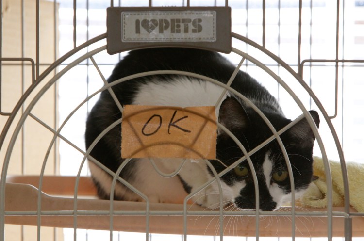 Коты в клетке