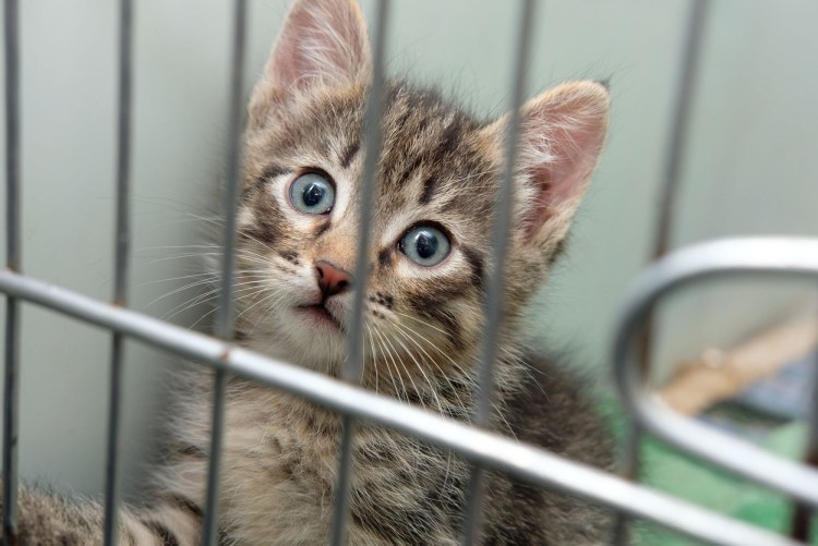 Приют для кошек