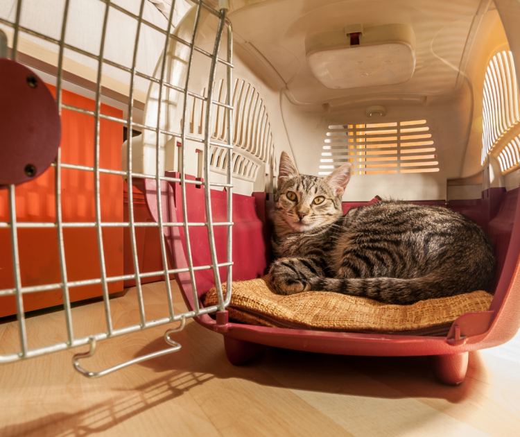 Кот в переноске