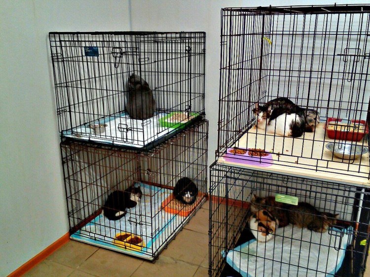 Приют для животных в Омске