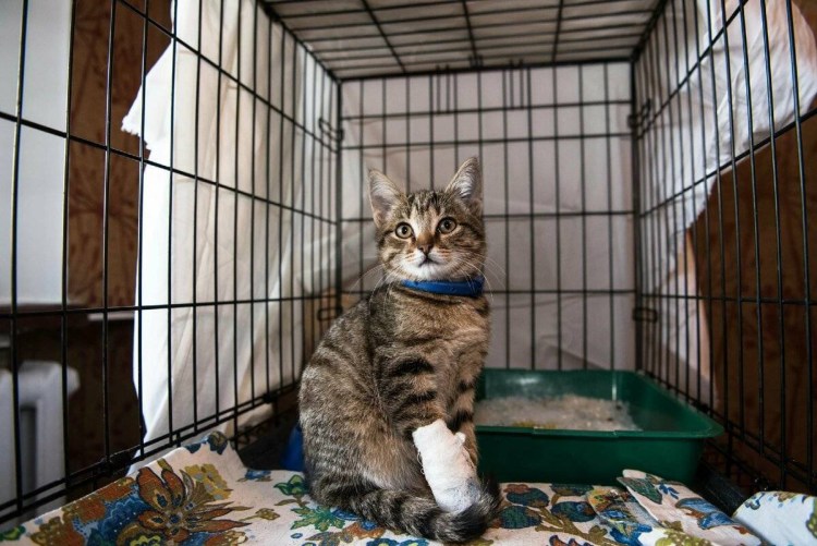 Самара приют для кошек