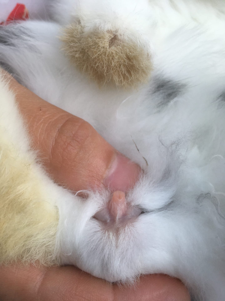 Как определить пол котенка